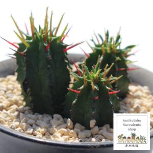 植物】ユーフォルビア・スクアローサ 奇怪ヶ島 発根済み【B60