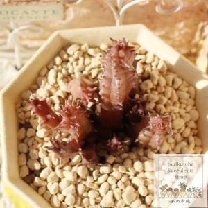 多肉植物：ガガイモ フェルニア ヒスロピー*幅2cm : 遊恵盆栽 Yahoo!店