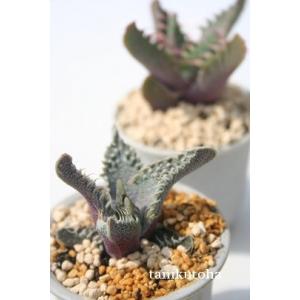 多肉植物 まるでエイリアンΣ（・□・；）Faucaria フォーカリアmix種子