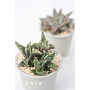 多肉植物：ガステリア 子宝錦*幅7cm : 遊恵盆栽 Yahoo!店 - 通販