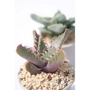 サボテン 多肉植物 サボテン 多肉植物種類 フォーカリア 花 ガーデニング 通販 Yahoo ショッピング