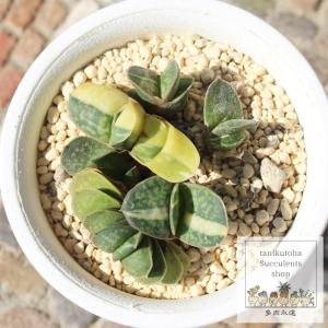塊根植物：アデニア ペチュエリー*幅15cm 現品！一品限り : 遊恵盆栽