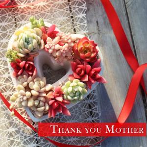 ITANSE 多肉植物 寄せ植え succulent wreath M(多肉リースM) サイズ