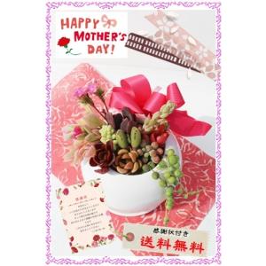 クリスマスローズ 利休 0209-010 現品販売 送料無料 曽田園芸 12cm