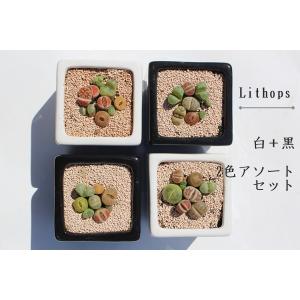 リトープスとコノフィッツムの寄せ植え2鉢セット...の詳細画像3