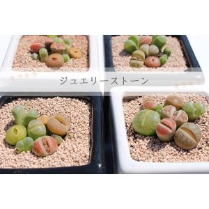リトープスとコノフィッツムの寄せ植え2鉢セット...の詳細画像4