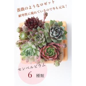 テラコッタスクエアーセンペルビウムの寄せ植え ...の詳細画像1