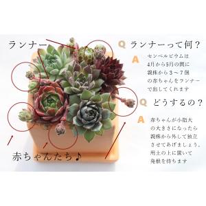 テラコッタスクエアーセンペルビウムの寄せ植え ...の詳細画像2