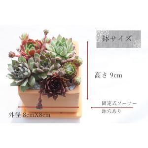 テラコッタスクエアーセンペルビウムの寄せ植え ...の詳細画像4