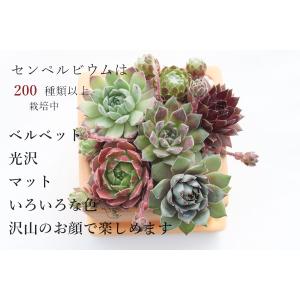テラコッタスクエアーセンペルビウムの寄せ植え ...の詳細画像5