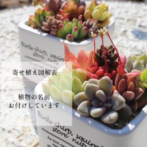 ビンテージスクエアーのギフト 9種アソート 寄...の詳細画像4