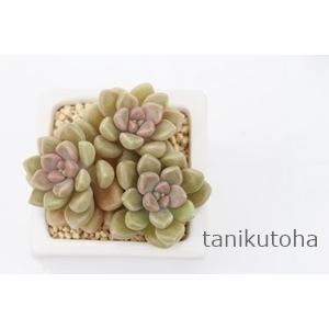 多肉植物寄せ植え|「ANTIQUE TIN CLASSICのブリキ缶」の可愛い多肉寄せ