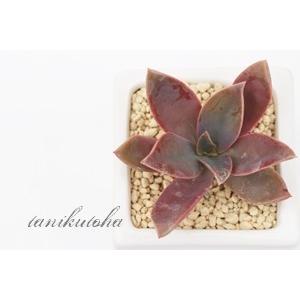 トワイライト 2寸ポット グラプトベリア 弁慶草科 ピンク色多肉植物 苗 敬老の日 新築祝 誕生日祝 開店祝 結婚式祝 Gv 008 多肉永遠支店 通販 Yahoo ショッピング