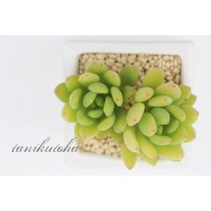 アプリコットドリームズ 2寸ポット グラプトベリア 弁慶草科 多肉植物 苗 敬老の日 新築祝 誕生日祝 開店祝 結婚式祝