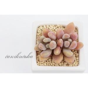 オレンジスノーボール 2寸ポット パキフィツム 弁慶草科 可愛い多肉