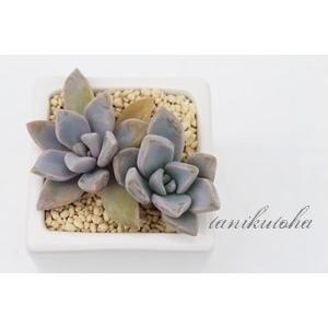 粉雪 2寸ポット グラプトベリア 弁慶草科 ピンク色多肉植物 苗 敬老の日 新築祝 誕生日祝 開店祝 結婚式祝 Gv 021 多肉永遠支店 通販 Yahoo ショッピング