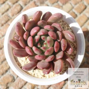 日本花キ流通 多肉植物 caアエオニウム ハロウィン錦 多肉植物