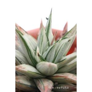 幻の塔 2寸ポット ハオルチア ススキノ科 白斑 苗 敬老の日 新築祝 誕生日祝 開店祝 結婚式祝