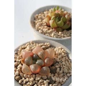 珍しい多肉植物の商品一覧 通販 Yahoo ショッピング