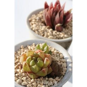多肉植物 ハオルチア ピリフェラ錦 7.5〜9cmポット苗 : やましち山野草