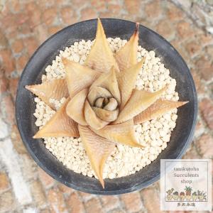 多肉植物 ハオルチア ピリフェラ錦 7.5cmポット 観葉植物 インテリア