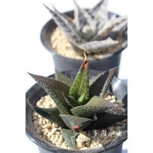 多肉植物 アガベ 王妃笹の雪 B型 2.5号ポット苗 : やましち山野草店