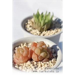 玉映 ハオルチア ススキノ科 珍しい多肉植物 小型種 透明窓 室内 誕生日祝 手土産 引出物 慶事