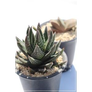 多肉植物：アストロロバ ハリー*幅6cm 現品 一品限り : 遊恵盆栽