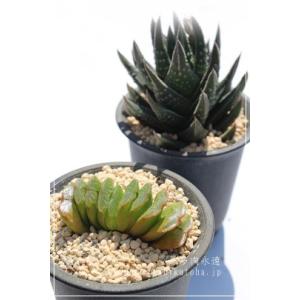 多肉植物：ハオルチア コレクタ錦*幅8cm 現品！一品限り : 遊恵盆栽