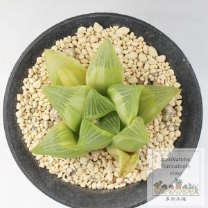 ITANSE ハオルチア トゥルギタ 多肉植物 3号ポット/1個売りインテリア