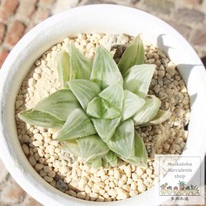 日本花キ流通 多肉植物 sdハオルチア 宝さがし 斑入り 多肉植物 9cm