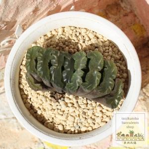 ☆特価☆多肉植物：ハオルチア 本間裏窓（美窓ムチカ交配種）×裏般若