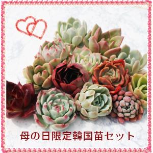 大丸盆 カット苗 二枚 宅配便送料無料 ウチワサボテン カクタス 20cm