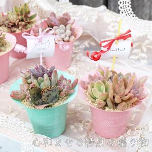 日本花キ流通 多肉植物 asリトープス 緑弁天玉 多肉植物 6cmポット