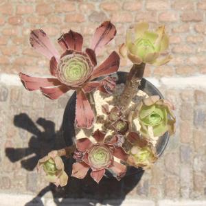 観葉植物：アエオニウム 白鳳錦*5号 ハクホウニシキ : 遊恵盆栽 Yahoo