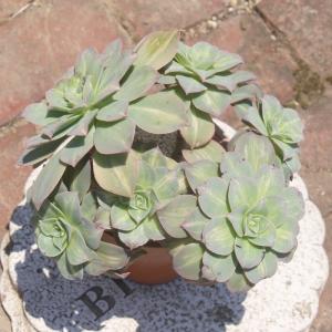 100#多肉植物アエオニウム錦❤️ アンナ ❤️11頭17cm拔き苗 T)アンナ錦(アエオニウム) | RuPo 多肉植物専門店