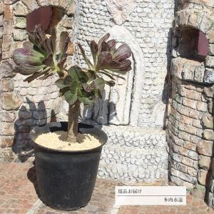 大株❤️メデューサ❤️9頭群生　アエオニウム　木立　　多肉植物　ブーケ 大株❤️メデューサ❤️9頭群生 アエオニウム 木立 多肉植物 ブーケ 大