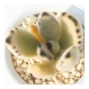 点兎耳 2寸ポット カランコエ 弁慶草科 多肉...の詳細画像1