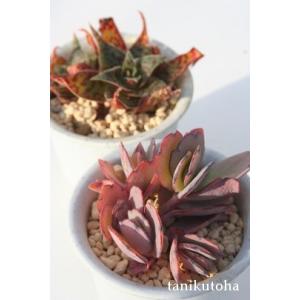 園芸ラベル中 2枚セット 多肉植物ラベル お洒落なラベル ネーム