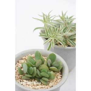 日本花キ流通 多肉植物 hmカランコエ サンダーラビット 多肉植物