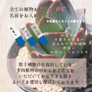 福兎耳 Sサイズ カランコエ 2寸ポット 弁慶...の詳細画像2