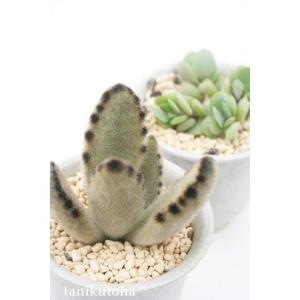 うさぎ 耳 サボテン 多肉植物 の商品一覧 花 ガーデニング 通販 Yahoo ショッピング