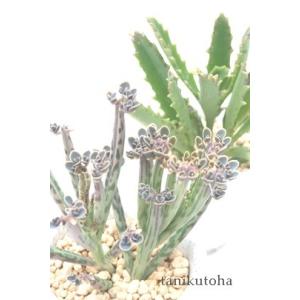 カランコエ 苗の商品一覧 通販 Yahoo ショッピング