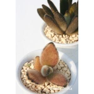 多肉植物 オパリナ錦 新入荷 るる農園 : るる農園 - 通販 - Yahoo