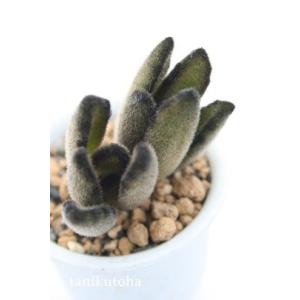 野兎 2寸ポット カランコエ 弁慶草科 多肉植物...の商品画像