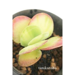 オレンジスノーボール 2寸ポット パキフィツム 弁慶草科 可愛い多肉