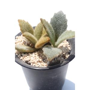 アデニア・アクレアータ／ソマリア／特大／高さ約46cm アデニア・アクレアータ／ソマリア／特大／高さ約46cm アデニア