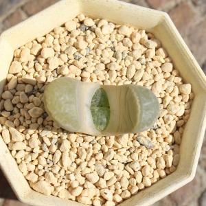 青磁玉 1頭 リトープス Lithops hel...の商品画像