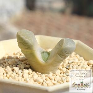青磁玉 1頭 リトープス Lithops he...の詳細画像1