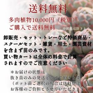 青磁玉 1頭 リトープス Lithops he...の詳細画像4